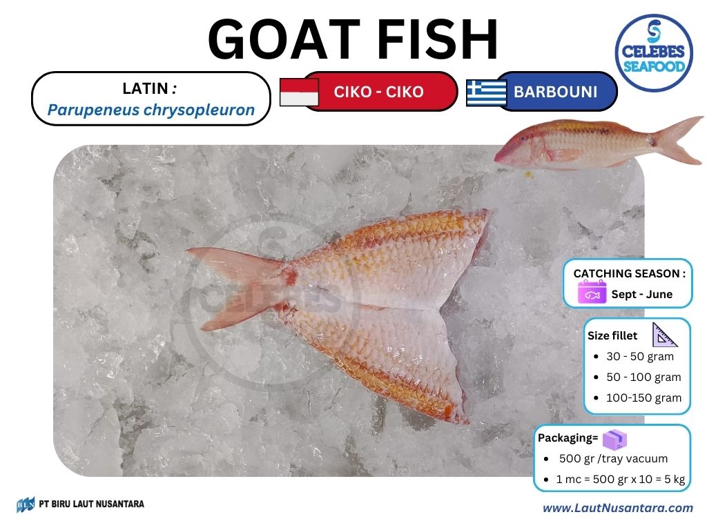 GOAT FISH BUTTERFLY SKIN ON